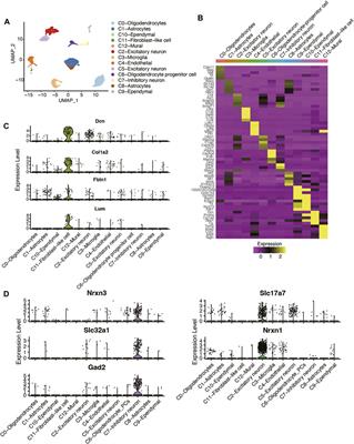 Single-Cell RNA Sequencing Reveals Cellular and Transcriptional Changes Associated With Traumatic Brain Injury